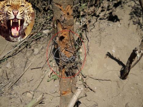 leopard captured in trap.
