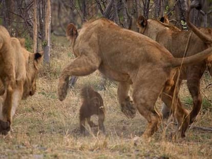 When lions got bullied by other animals