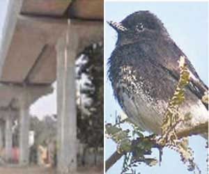 How come birds in smoke-wrapped city