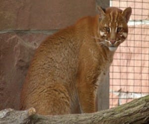 hunter catching wild golden cat.