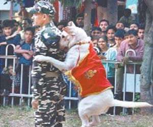  Dog Show start on The audience demand