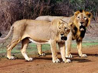 Two infant sudden death in Itava lion safari.