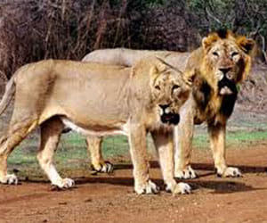 A lion cub died in Etawah safari.