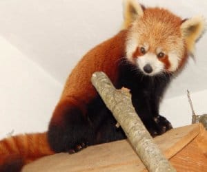 red panda in nainital.