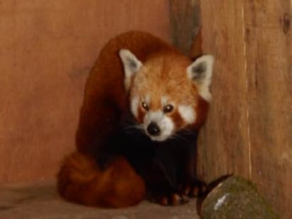 red panda in nainital.