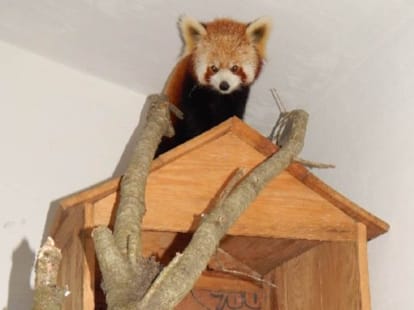 red panda in nainital.