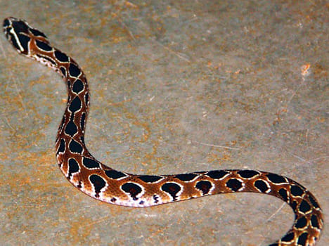 Two Bangalore techies arrested for keeping venomous snakes as pets