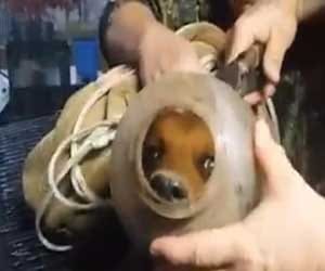watch amazing rescue of a puppy who got stuck inside a jug