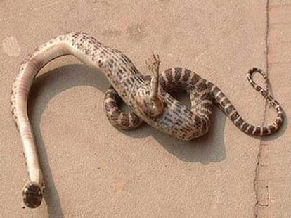 4 weird facts about snakes