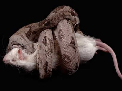 4 weird facts about snakes