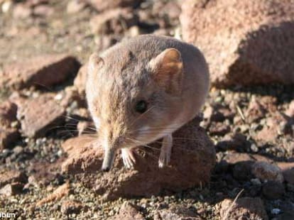 Top 11 Weirdest Animals of 2014 