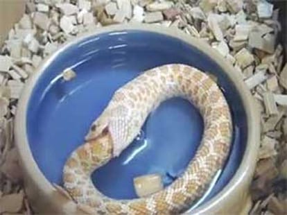 Top 11 Weirdest Animals of 2014 