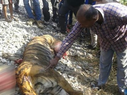 tigress died in accident by train.