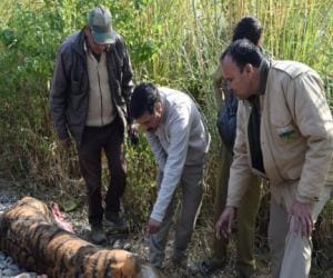 tigress died in accident by train.