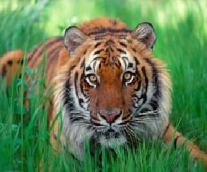 tiger come for listening akhilesh yadav lecture.