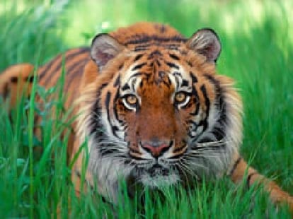 tiger come for listening akhilesh yadav lecture.