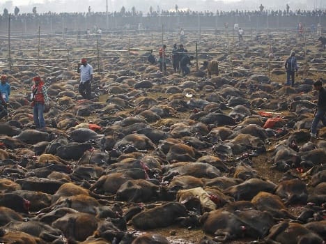Thousands of animals slaughtered in nepal