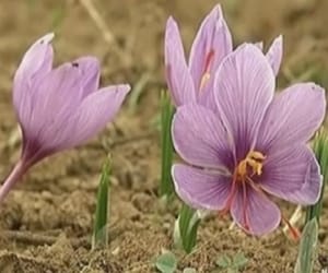 story on saffron cultivation in kashmir
