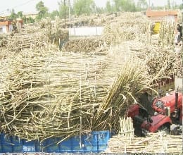 suger cane