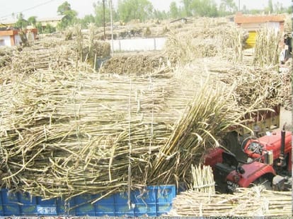 scientific method for sugarcane farmer.