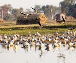 siberian birds did not reached rs pura wet land