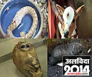 Top 11 Weirdest Animals of 2014 