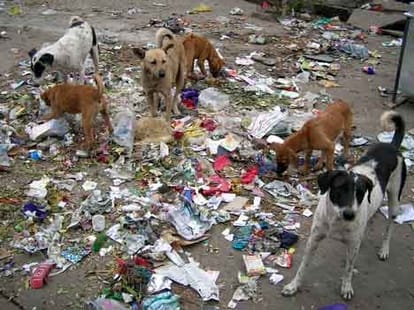 Indication of Inauspicious Time due to Presence of Dogs