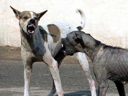 Indication of Inauspicious Time due to Presence of Dogs