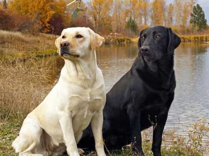 Indication of Inauspicious Time due to Presence of Dogs
