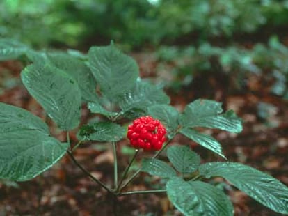 medicinal plants help to cure different disease