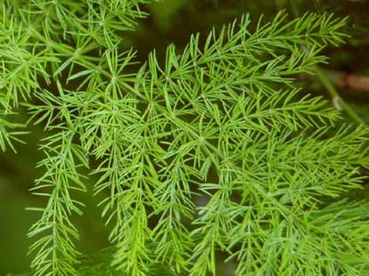 herbs ceased at lakhanpur toll plaza