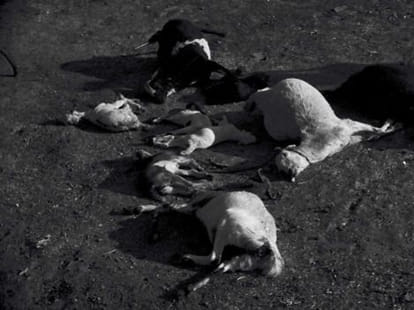 bhopal gas tragedy