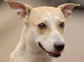 dog cought