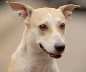 six people bitten by a mad dog