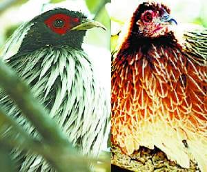 endangered Monal and Silver pheasant is on the edge of extinction.