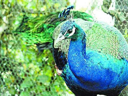 endangered Monal and Silver pheasant is on the edge of extinction.