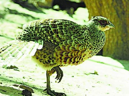 endangered Monal and Silver pheasant is on the edge of extinction.