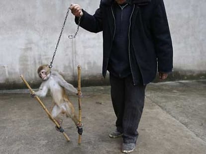 monkey got angry on youth.