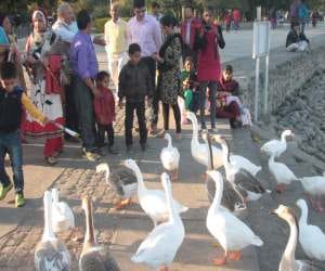 after bird flu confermation tourist entry ban at sukhna lake chandigarh