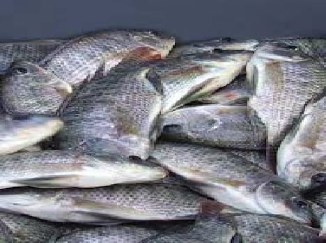 Fish are dying