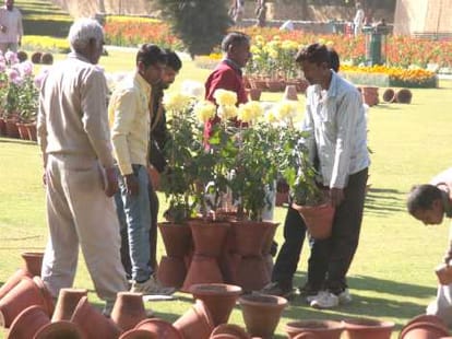 Guldaudi Plant Benefit, Must for Plant and Gardening Lovers