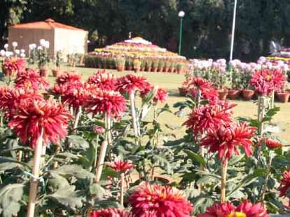 Guldaudi Plant Benefit, Must for Plant and Gardening Lovers