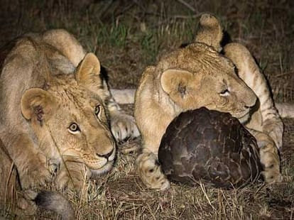 When lions got bullied by other animals
