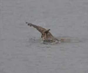 owl that can swim