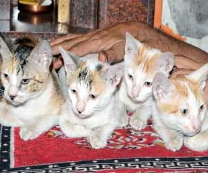 cat baby birthday in ghaziabad temple.