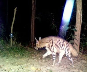 rare hyena found corbett park.