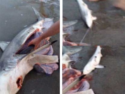 man saved three baby sharks from dead mother paunch