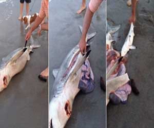 man saved three baby sharks from dead mother paunch