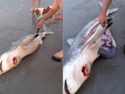 man saved three baby sharks from dead mother paunch