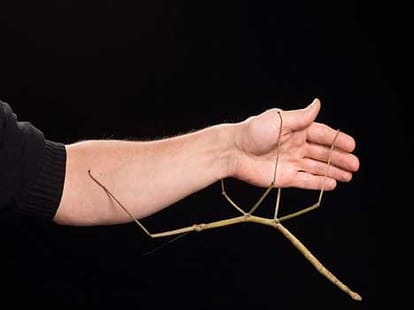 insect who looks like a stick 